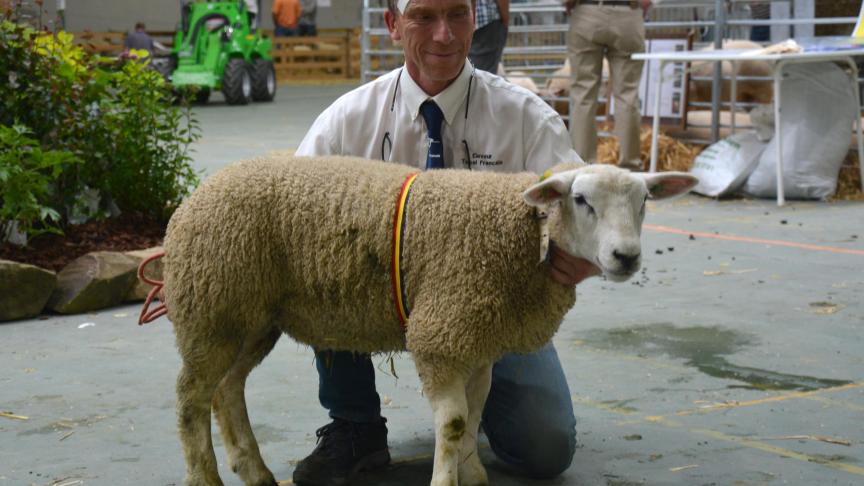 Le champion des agneaux Texel français à Ph. Delvaux.