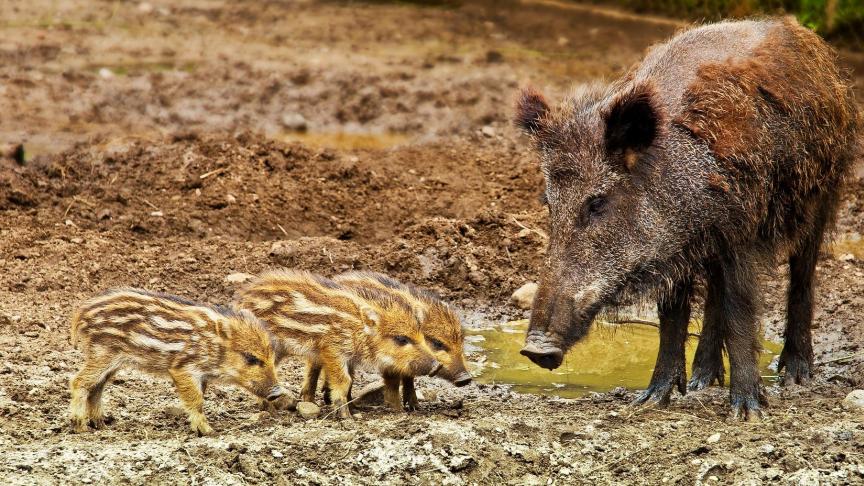 Le taux de reproduction du sanglier est en hausse depuis plusieurs années,  de même que la prise de poids des marcassins.