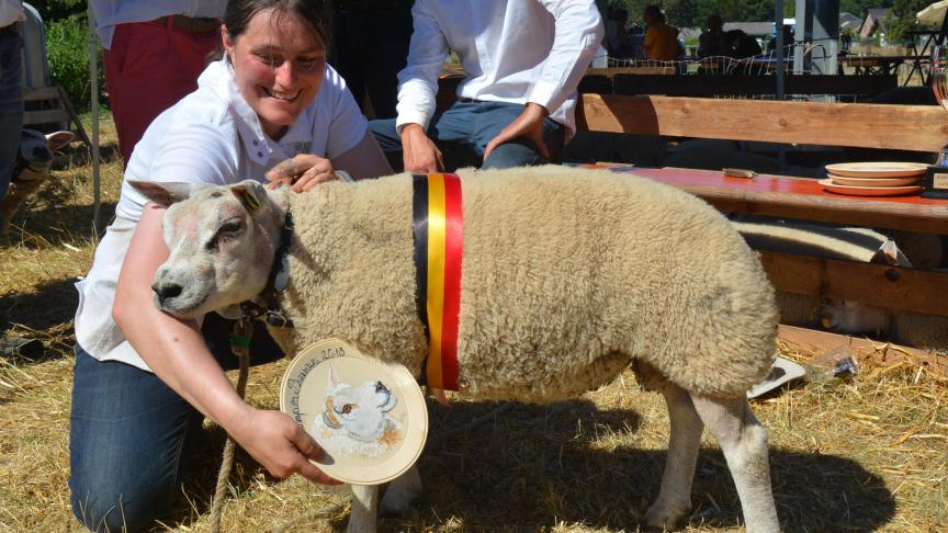 Le champion des agneaux Texel français à S. Maron.