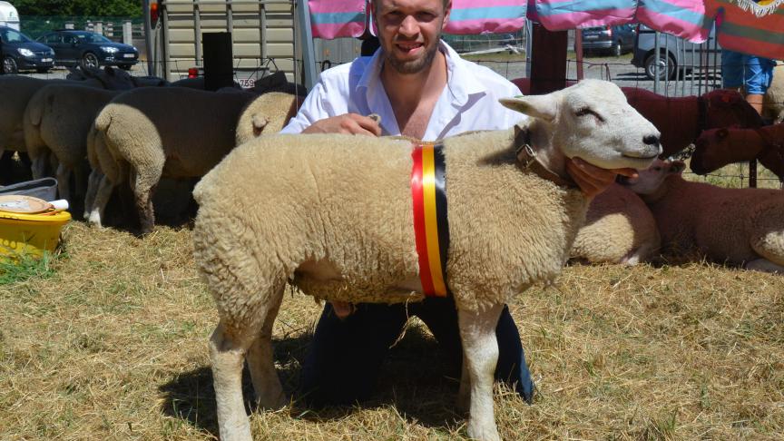 Le champion des agneaux Texel français à S. Maron.