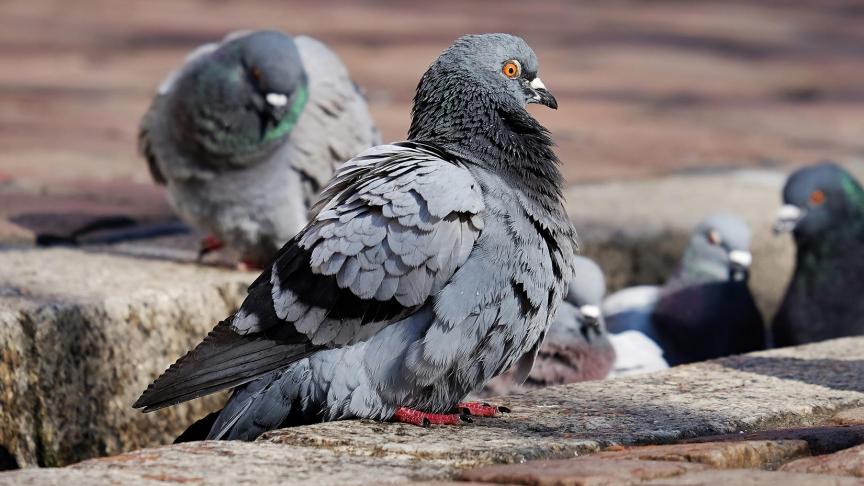 pigeons-3268990_1920