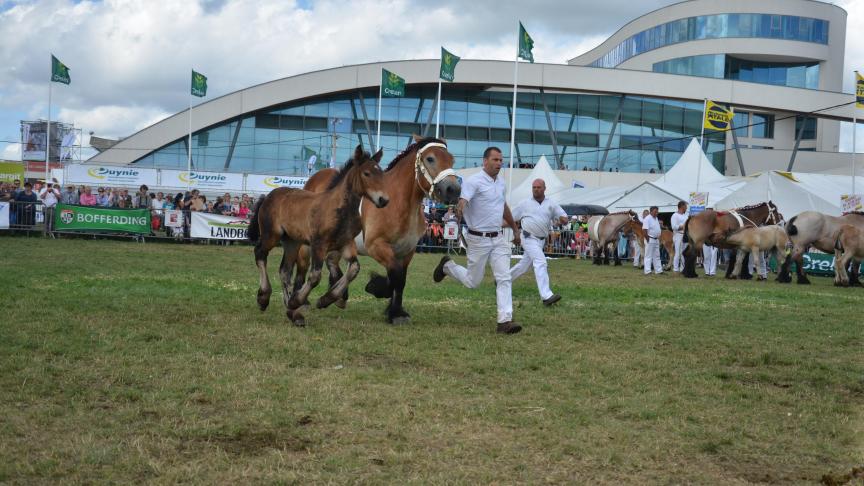 Le Stud-book du cheval de trait ardennais organise son National pour la 85
e
fois.