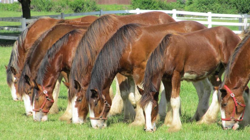 clydesdales-1429246_1920