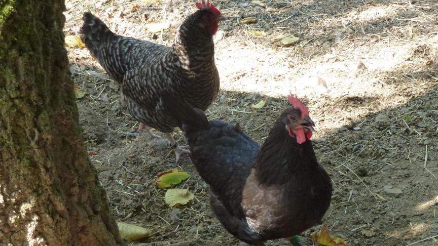 La poule de Herve noire est la plus répandue chez les amateurs. La variété Mauheid, gris-bleu est plus rare. Ces deux variétés peuvent être élevées ensemble, ce qui n’est pas le cas de la variété cotte de fer qui doit être élevée isolément.