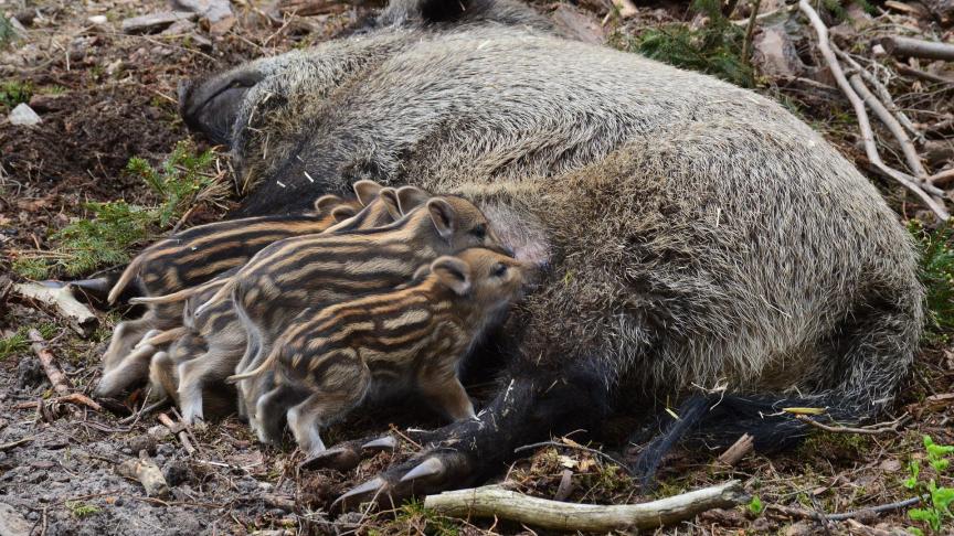 La confirmation en province de Luxembourg de 2 cas de sangliers contaminés par le virus responsable de la peste porcine africaine présente un impact majeur pour les secteurs de l’élevage et de la chasse, d’où la prise de mesures immédiates et coordonnées par les différents niveau de pouvoir.