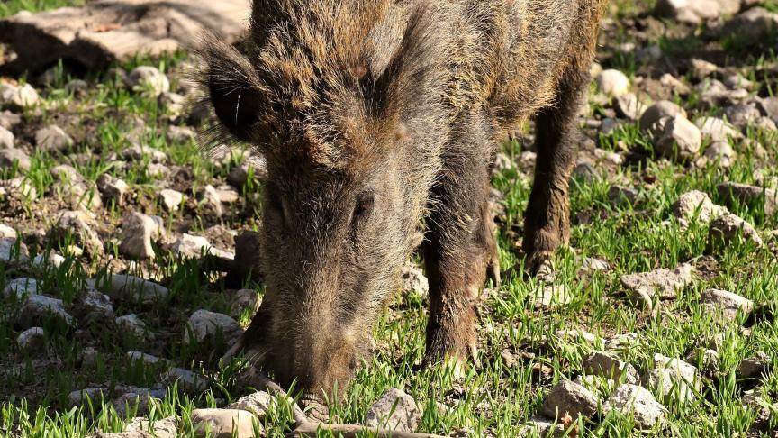 wild-boars-3363615_1920