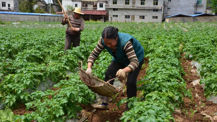 Dans le monde, pas moins de 800 millions de personnes sont engagées dans l’agriculture urbaine, dont une large majorité en Asie.