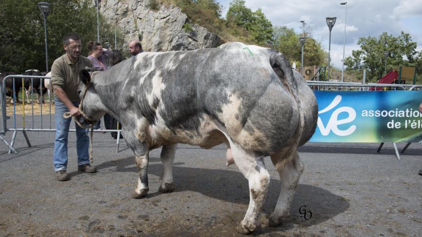 Seraphine du Haut de Pesche (Barracuda X Lumineux), 1er prix des vaches de 44 mois et +, à André Verhoeven, Pesche.