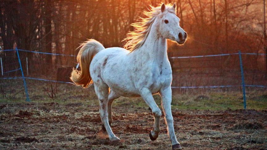 Avoir un cheval chez soi est une responsabilité qu’il convient de ne pas négliger  pour le bien-être de l’équidé.