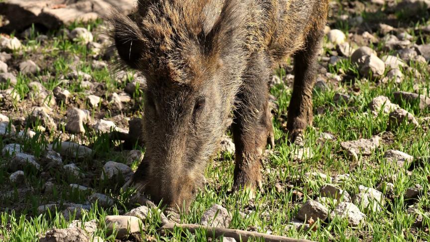 wild-boars-3363615_1920