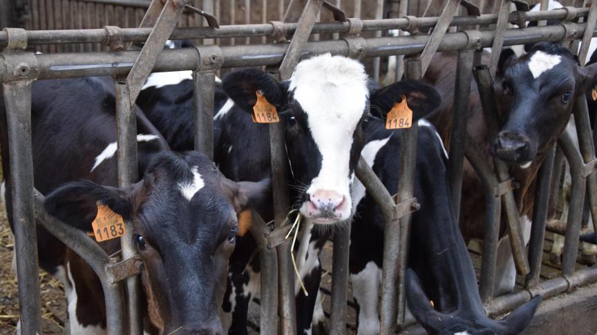 Le niveau des coefficients nécessaires au calcul du nombre d’ha fourragers  affectés à la production laitière a été augmenté d’environ 9 %.  Cela signifie que moins d’ha devront être déclarés.