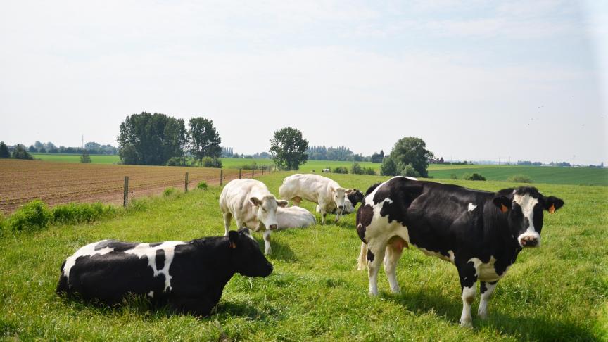 Grâce au moniteur de durabilité, le secteur bovin peut désormais fournir régulièrement  des informations sur l’évolution des efforts déployés par les exploitations pour produire  de la viande de manière durable.