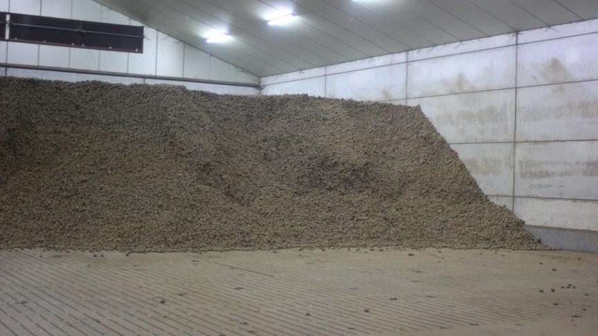 Les producteurs professionnels investissent dans des hangars très bien isolés. Le maintien d'une température très stable permet de conserver les tubercules plus de dix mois en d'excellentes conditions.