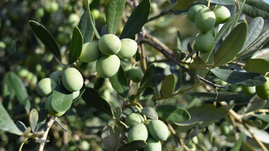 olives-3728376_1920