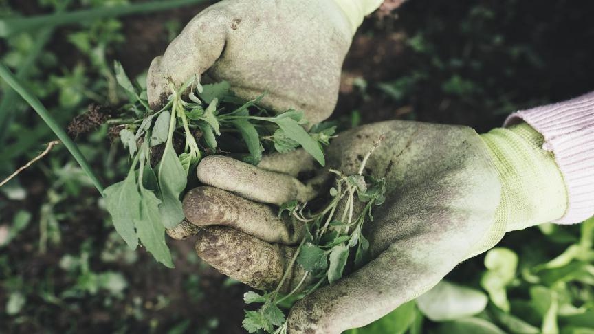 gardening-2518377_1920 (1)