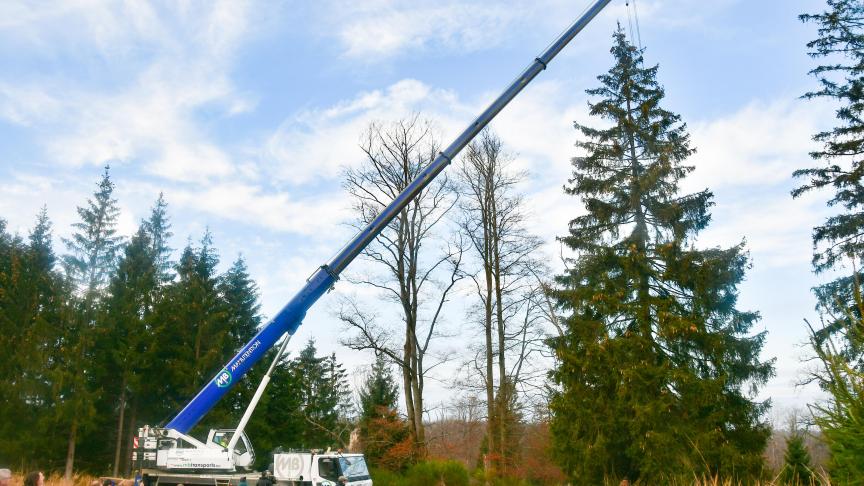 Pour qu’il ne s’abîme pas au sol après la coupe, l’épicéa est soutenu et soulevé au moyen d’une grue, avant d’être délicatement couché sur une remorque.