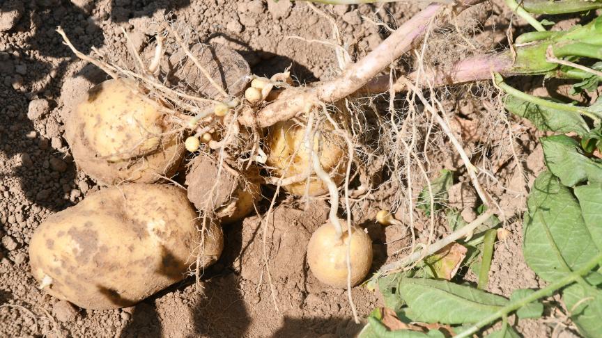 Les betteraves et pommes de terre ont particulièrement souffert de
la sécheresse. La valeur de la production animale est aussi en retrait, en particulier pour la filière porcine.