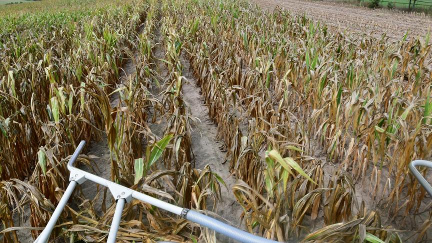 Des récoltes précoces et régulièrement misérables en termes quantitatif et qualitatif. Tel est le bilan d’une année 2018 particulièrement ensoleillée et en même temps «bien sombre» pour les producteurs de maïs.