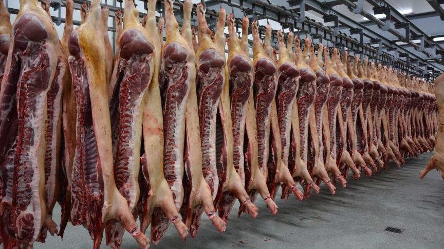 Le respect du bien-être des porcs dans les abattoirs est non seulement imposé  par la législation, mais il permet aussi d’éviter d’importantes pertes économiques.
