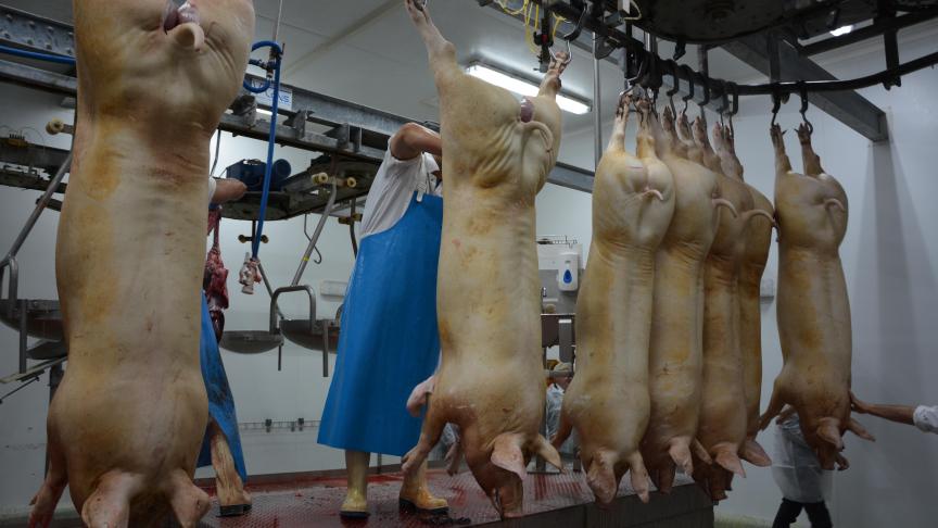 Positionnée parmi les leaders du marché  du porc, l’Union européenne doit se méfier de  la concurrence américaine, canadienne et brésilienne.