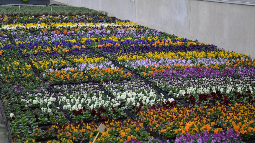 Face à un taux d’auto-approvisionnement d’à peine 20 %, l’horticulture  ornementale wallonne dispose d’une belle marge de progression.