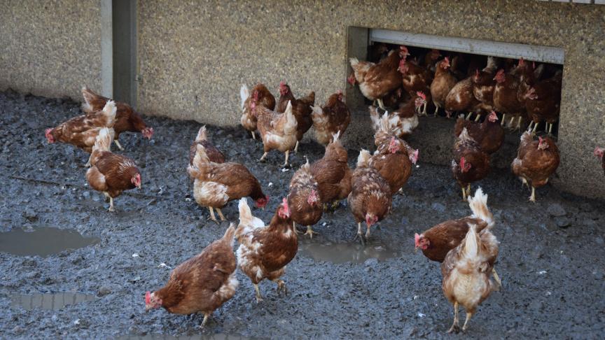 Les poules arrivent à la ferme du Gala prêtent à pondre et y passent 15 mois.