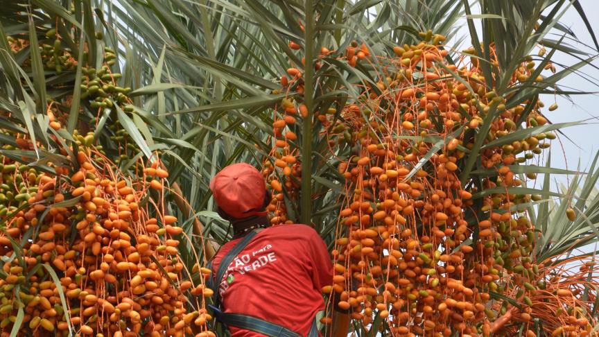 Dans la famille des arécacées, on trouve le palmier à huile cultivé pour son huile et le palmier dattier réputé pour ses fruits à chair sucrée (ci-dessus).