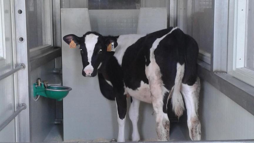 Mesure des émissions de méthane d’un veau Holstein dans une pièce  mesurant les échanges gazeux.