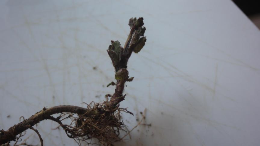 Les rhizomes sont sectionnés par tronçons de quelques centimètres de longueur  comprenant des racines et éventuellement une pousse feuillée.
