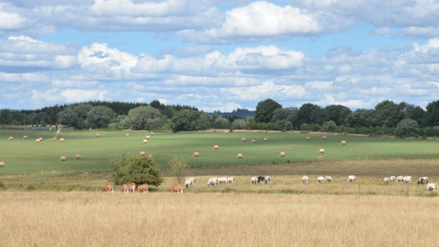 Huit éleveurs européens seront mis à l’honneur à travers le projet Inno4grass pour leurs pratiques innovantes au niveau de la prairie.