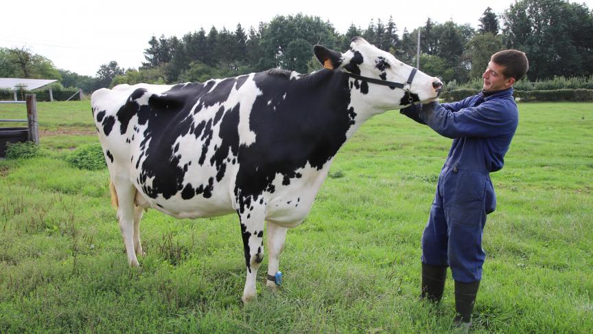 Reconnue dans les domaines de la production de lait et de l’élevage de vaches Pie noire Holstein, la ferme de la Haye à Jevoumont est devenue une ferme didactique.