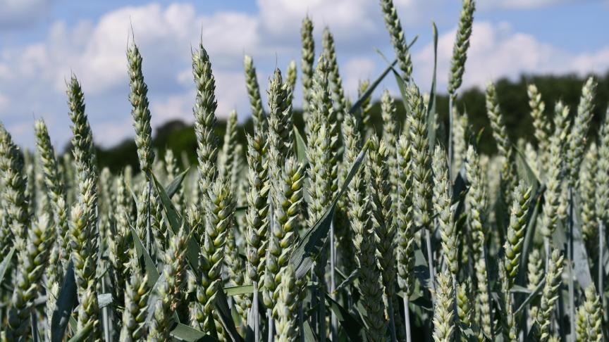 La production de grains vient d’être revue à plus de 300 Mt dans l’UE.