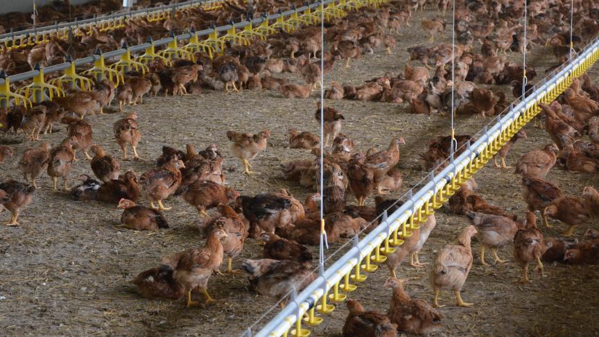 En Flandre, le nombre de poules bio a augmenté  de pas moins de 16 % entre 2017 et 2018.