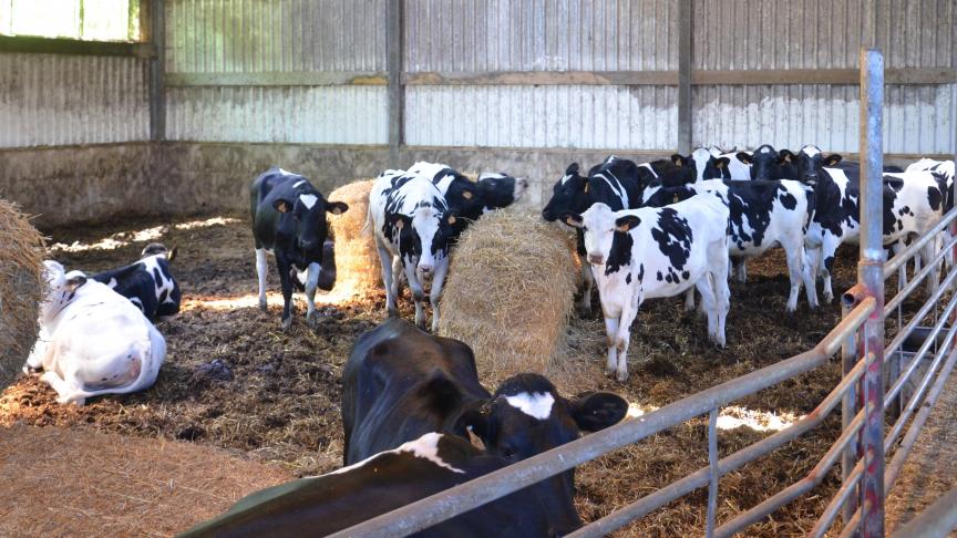 Bien que la Holstein soit adaptée à un système d’élevage intensif, certains éleveurs restent frileux à faire vêler leurs animaux pour la première fois à 24 mois, et ce, bien que de nombreuses  génisses présentent un développement corporel suffisant pour être inséminées dès 15 mois.
