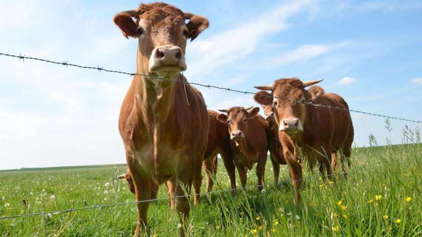 Si les prairies et les forêts atteignent déjà un niveau élevé de stockage de carbone,  les grandes cultures représenteraient plus de 80% des gains potentiels estimés  par l’Inra en France.