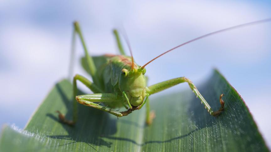 Quelque 2.000
ha de terres ont déjà été dévastés par les insectes.