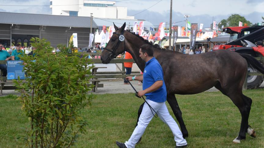 Le Summer breeding show, soit le grand concours d’élevage pour poneys  et chevaux de sport, se déroulera du 26 au 28 juillet près du rond d’Havrincourt.