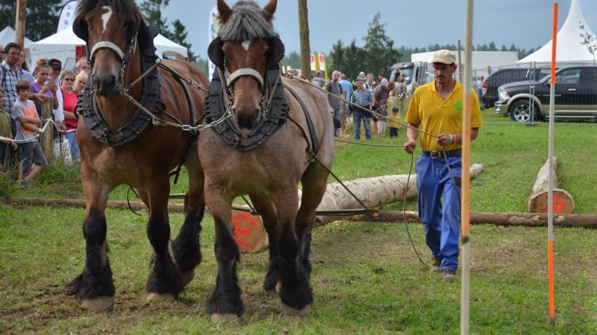 Le Trait se mettra une nouvelle fois en évidence lors du concours international  du cheval de travail. Rendez-vous à Demo Forest les 30 et 31 juillet.