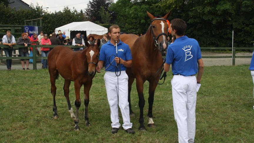 Durant ce long week-end, du 26 au 28 juillet prochains, le concours d’élevage de chevaux de sport de Libramont accueillera les meilleurs produits des élevages de Wallonie, de Flandre occidentale et des Hauts de France dans le cadre du projet européen EQWOS.
