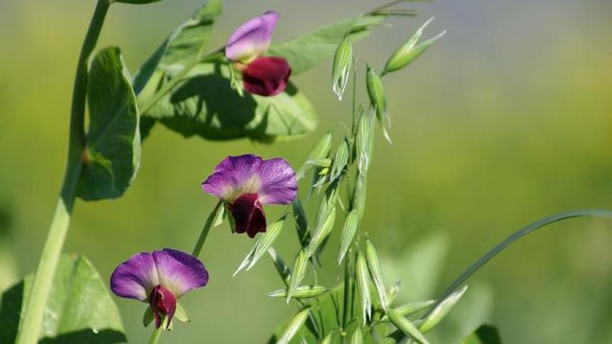 La couverture des sols entre deux cultures est primordiale, tant les avantages agronomiques sont nombreux.