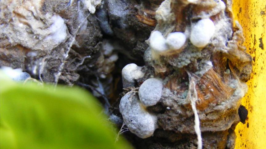 Le mycelium se densifie et se colore de noir pour former les sclérotes capables  de subsister des années dans le sol.