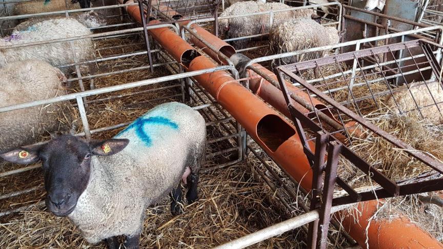 Un système simple et peu coûteux pour abreuver les brebis dans les cases d’agnelage. On le doit à un éleveur irlandais ingénieux.