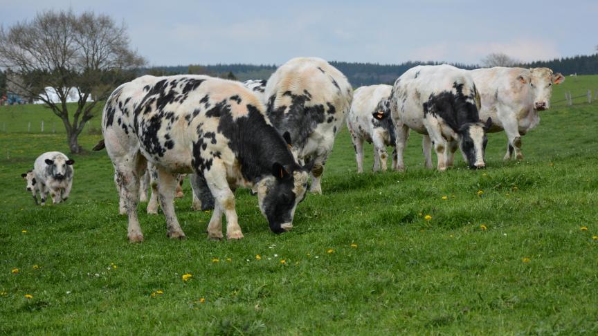 En moins de 30 ans, la Wallonie a perdu près de deux tiers des éleveurs actifs dans la filière « bovins viandeux ».