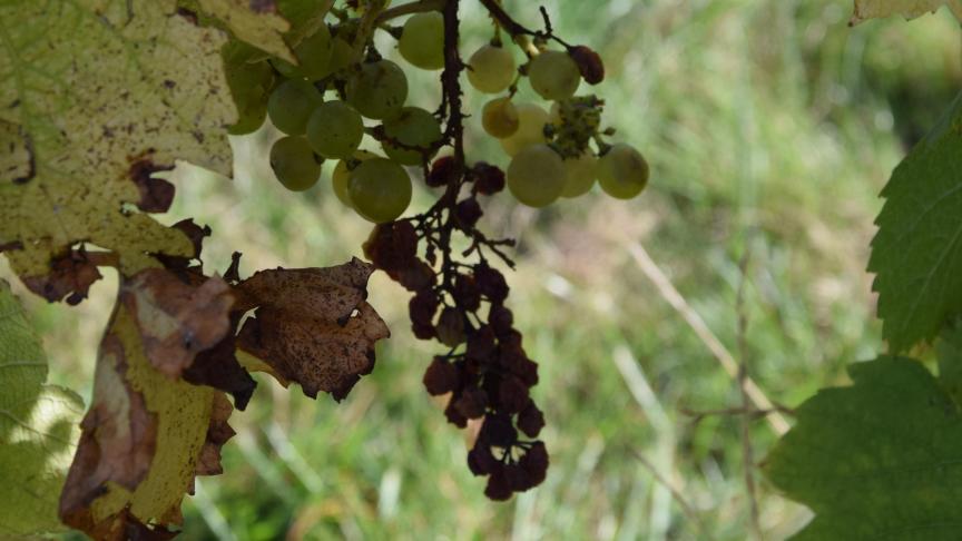 Suite aux impacts de grêles, certaines grappes ont avorté et séché.