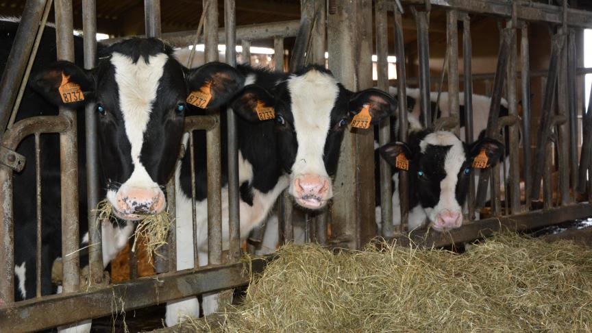 Si l’achat d’un bovin ne peut être évité, la prudence est de mise pour éviter  d’introduire un pathogène dans son élevage.