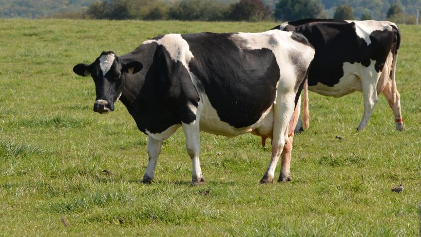 Pour les producteurs laitiers, 2018 signifie une baisse du prix du lait de plus de 8
%.