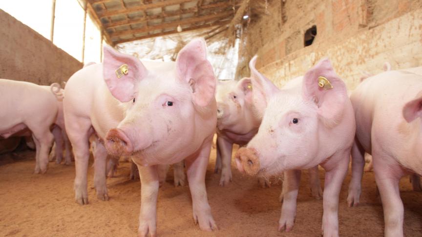 Dans le secteur porcin, une forte baisse des prix de la viande de porcelet et de porc a été enregistrée en 2018.