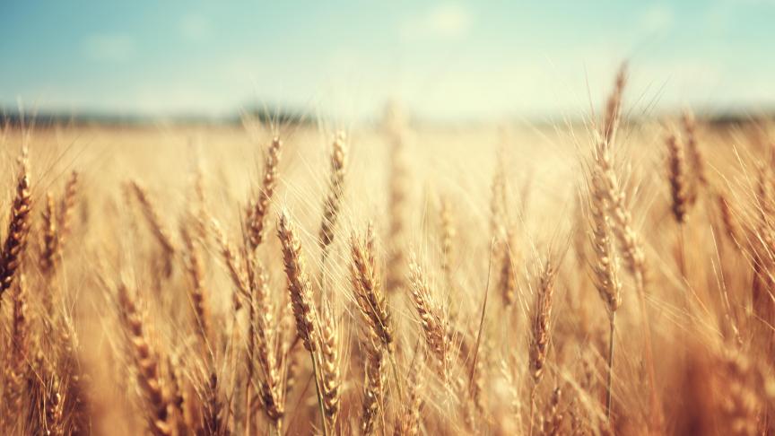 La hausse du prix du blé a eu un impact sur le secteur en 2018. De ce fait, même si le chiffre d’affaires d’autres cultures avait diminué, chiffre global des cultures a augmenté.