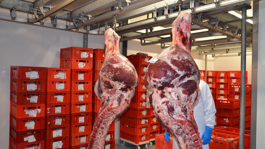 Au-delà de l’aspect strictement financier, le transport de viande et de carcasses a également un impact environnemental inférieur à celui du transport d’animaux vivants.