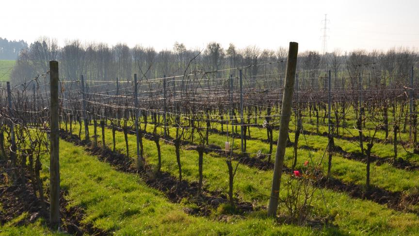 La vigne connaît aujourd’hui un engouement croissant en Wallonie. Avant de se lancer dans l’aventure, il faut toutefois bien réflechir et se poser les bonnes questions car convertir une terre agricole en vignoble n’est jamais une opération rentable dans l’immédiat.
